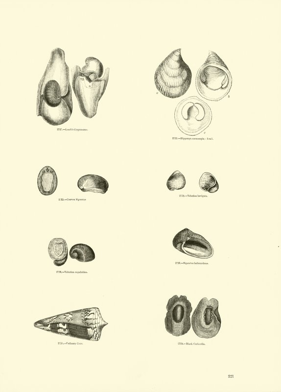 Side fra The Pictorial Museum of Animated Nature av English School