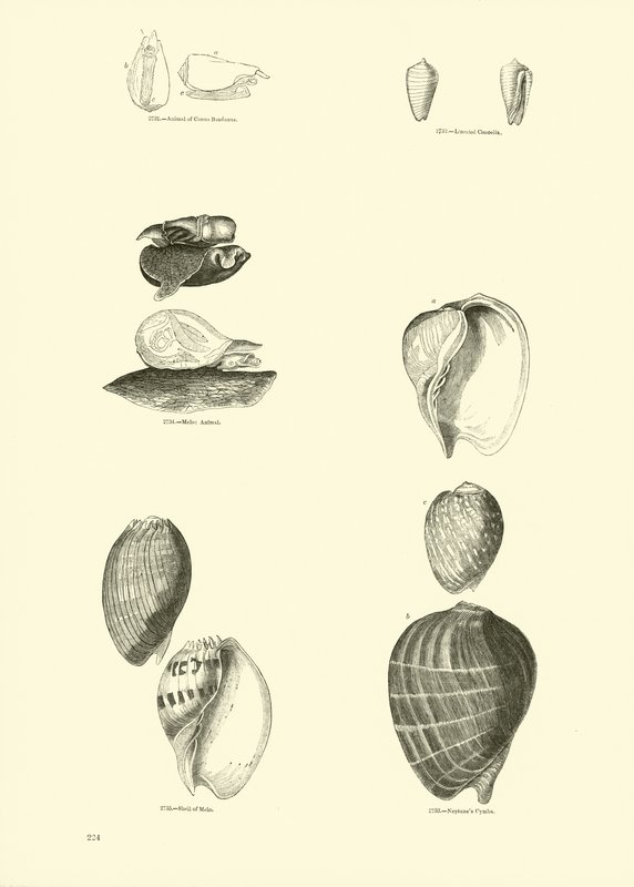 Side fra The Pictorial Museum of Animated Nature av English School