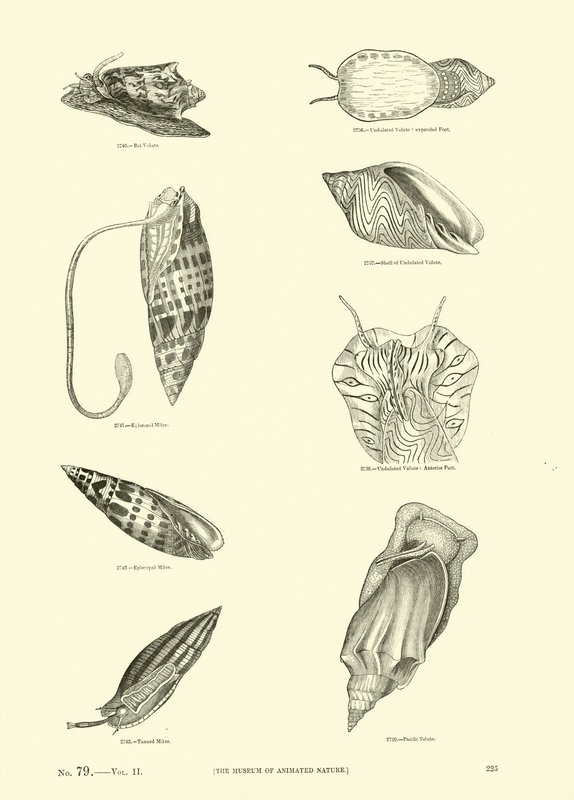 Side fra The Pictorial Museum of Animated Nature av English School
