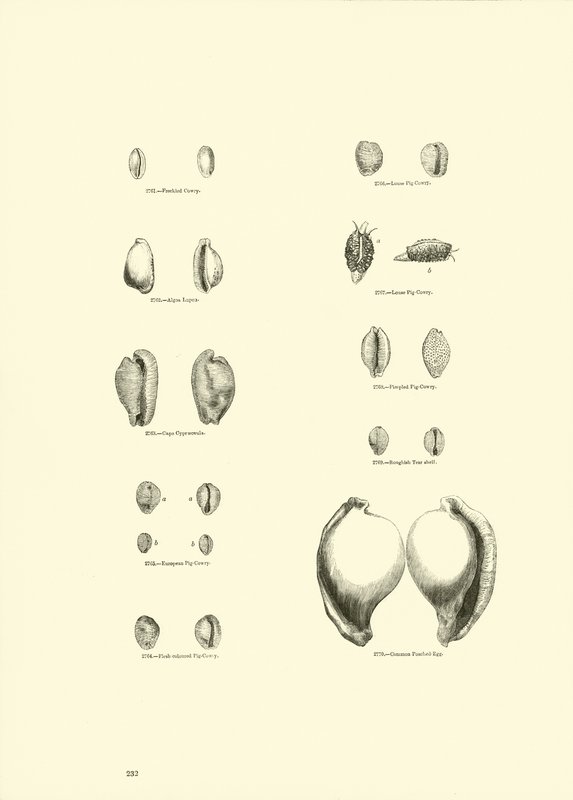 Side fra The Pictorial Museum of Animated Nature av English School