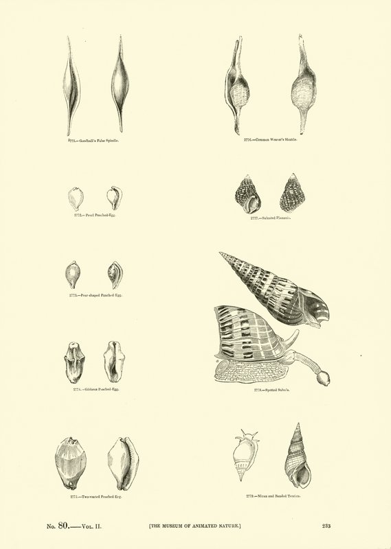 Side fra The Pictorial Museum of Animated Nature av English School