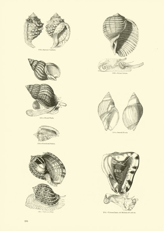 Side fra The Pictorial Museum of Animated Nature av English School