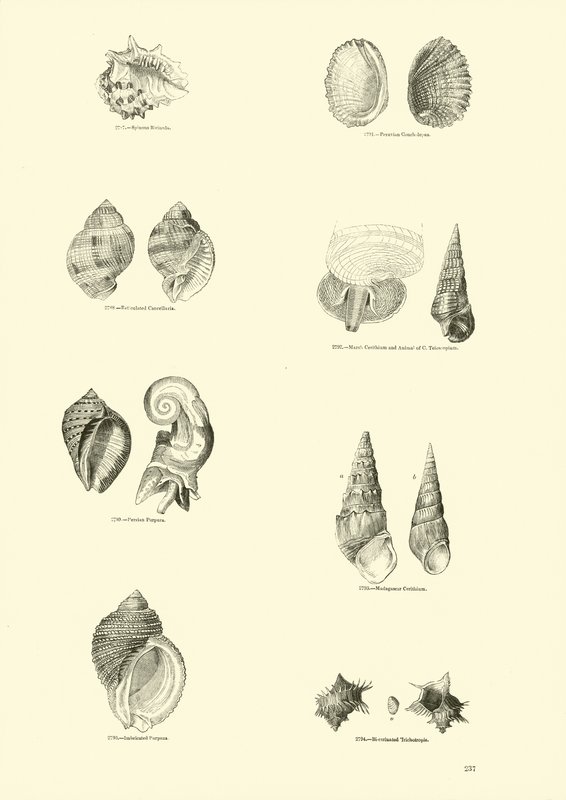 Side fra The Pictorial Museum of Animated Nature av English School