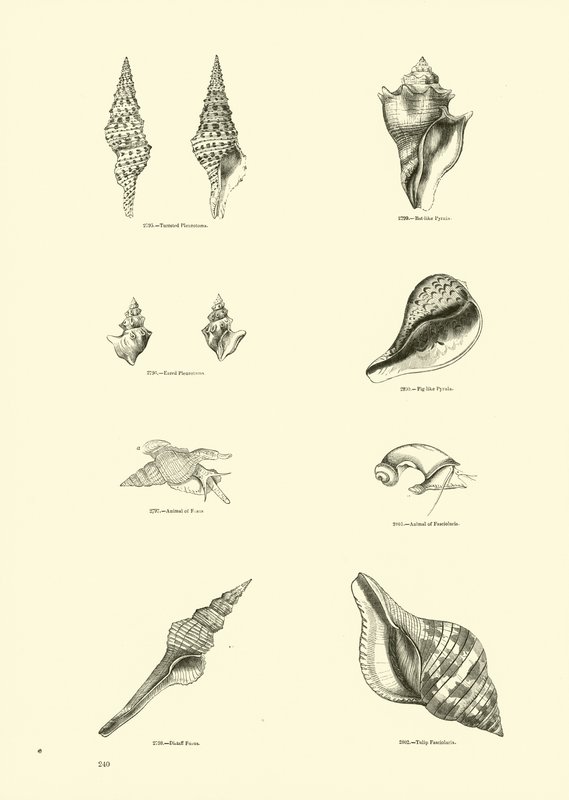 Side fra The Pictorial Museum of Animated Nature av English School