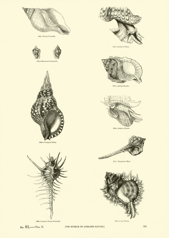 Side fra The Pictorial Museum of Animated Nature av English School
