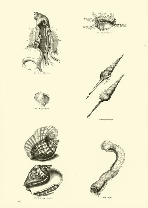 Side fra The Pictorial Museum of Animated Nature av English School