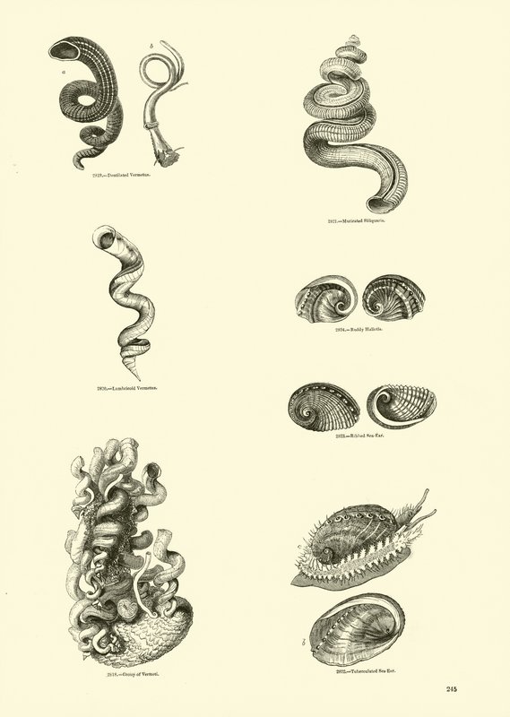 Side fra The Pictorial Museum of Animated Nature av English School