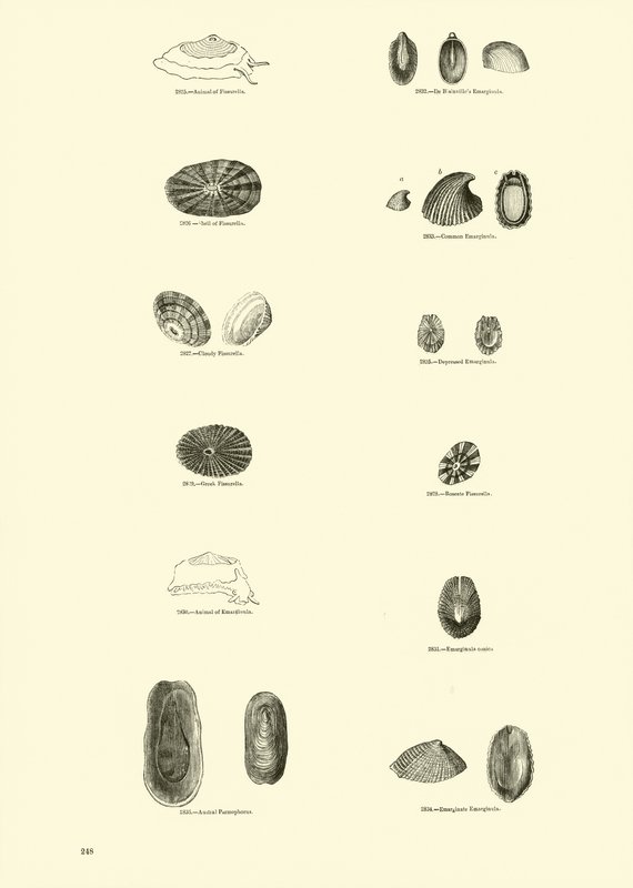 Side fra The Pictorial Museum of Animated Nature av English School