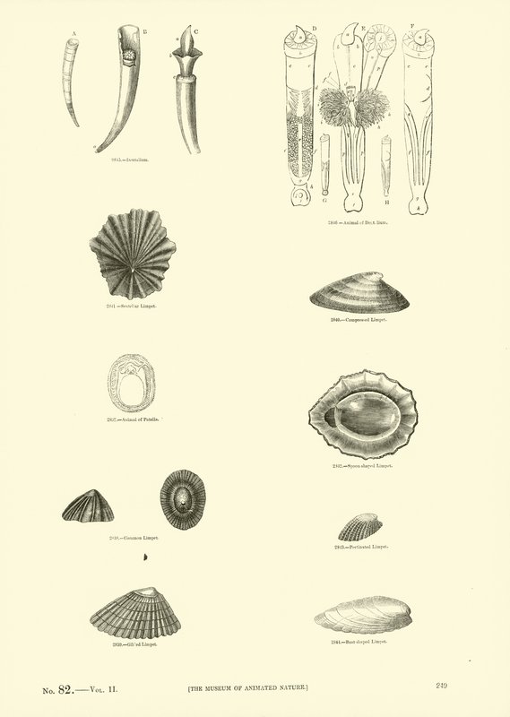 Side fra The Pictorial Museum of Animated Nature av English School