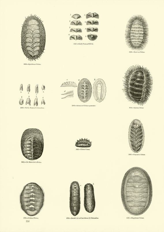 Side fra The Pictorial Museum of Animated Nature av English School