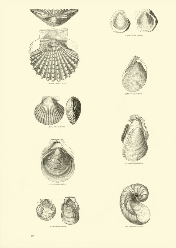 Side fra The Pictorial Museum of Animated Nature av English School