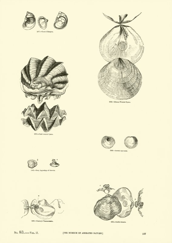 Side fra The Pictorial Museum of Animated Nature av English School