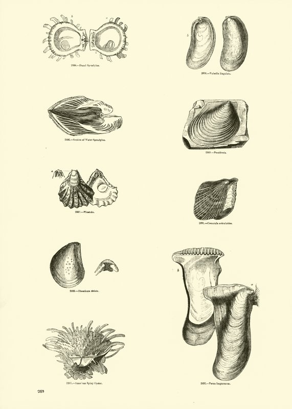 Side fra The Pictorial Museum of Animated Nature av English School