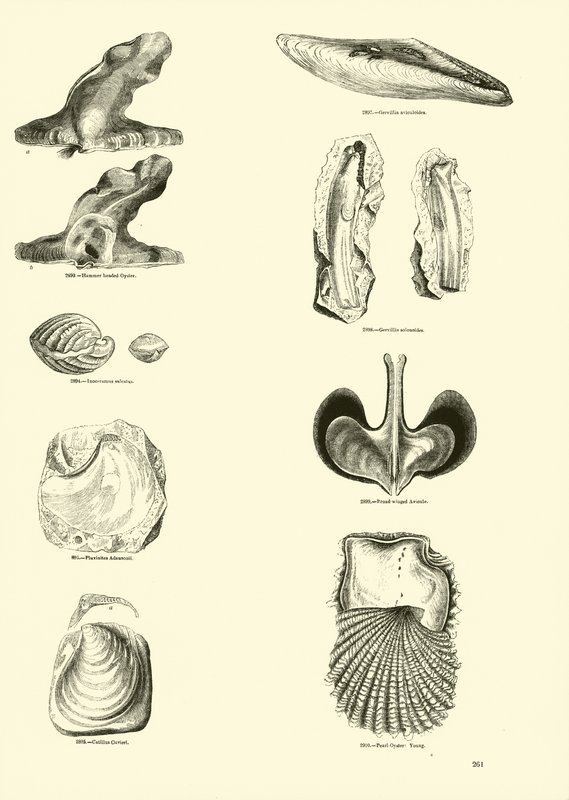 Side fra The Pictorial Museum of Animated Nature av English School
