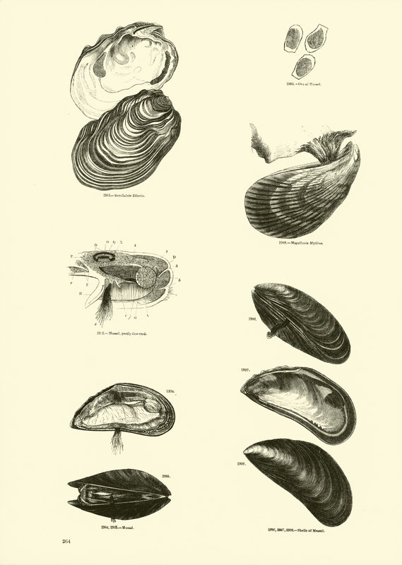 Side fra The Pictorial Museum of Animated Nature av English School