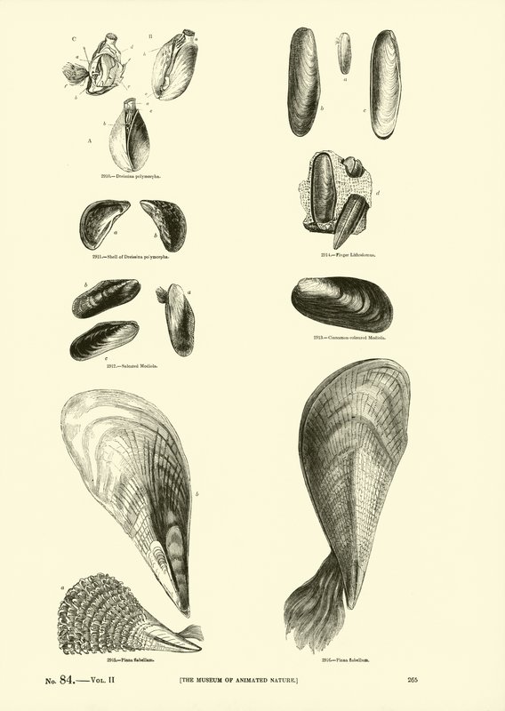 Side fra The Pictorial Museum of Animated Nature av English School