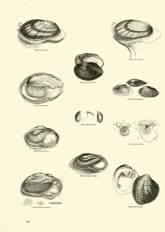 Side fra The Pictorial Museum of Animated Nature av English School