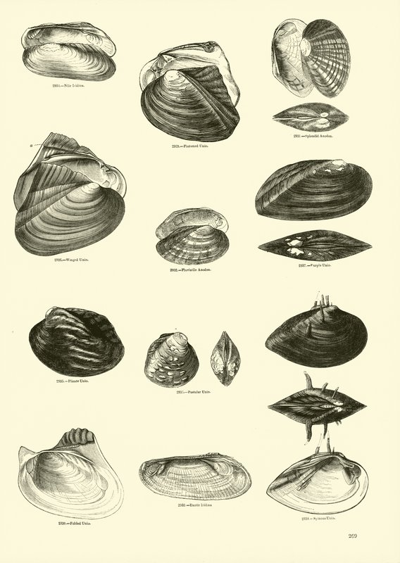 Side fra The Pictorial Museum of Animated Nature av English School