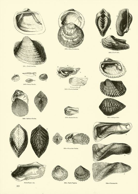 Side fra The Pictorial Museum of Animated Nature av English School