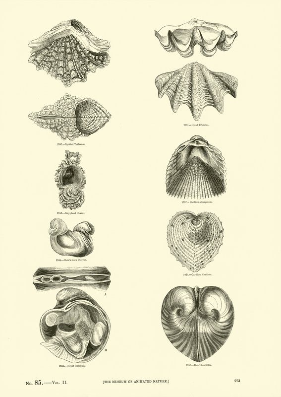 Side fra The Pictorial Museum of Animated Nature av English School
