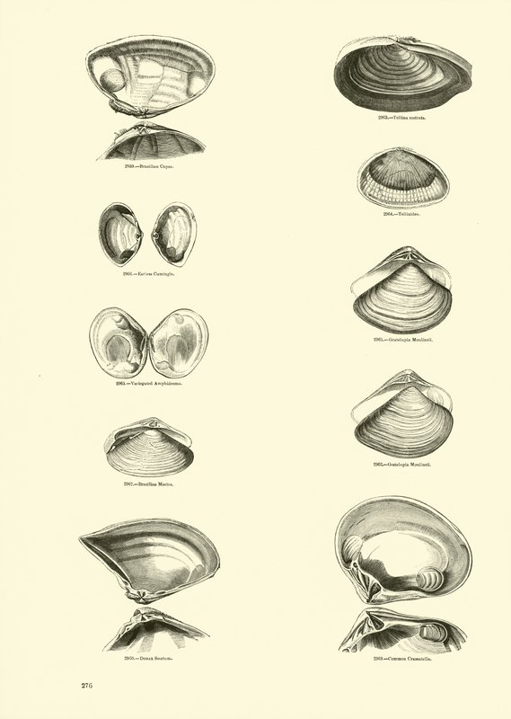 Side fra The Pictorial Museum of Animated Nature av English School