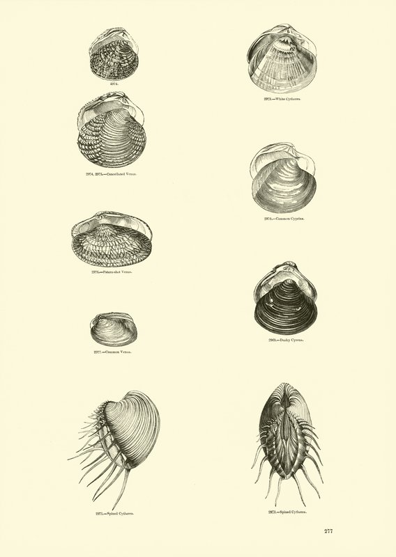 Side fra The Pictorial Museum of Animated Nature av English School