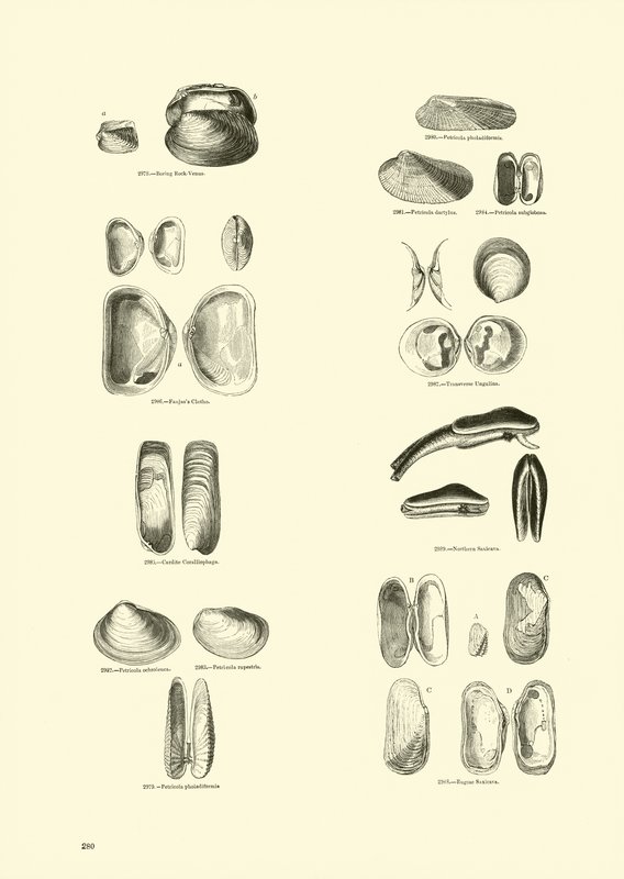 Side fra The Pictorial Museum of Animated Nature av English School