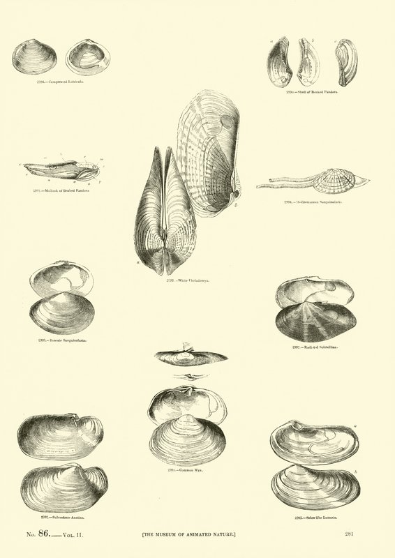 Side fra The Pictorial Museum of Animated Nature av English School