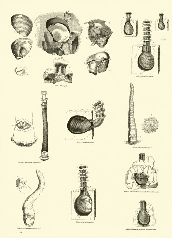 Side fra The Pictorial Museum of Animated Nature av English School