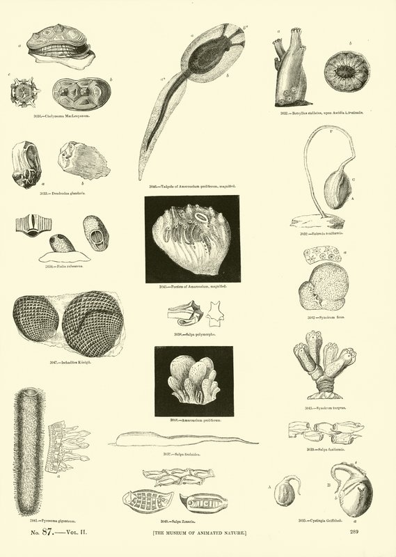 Side fra The Pictorial Museum of Animated Nature av English School
