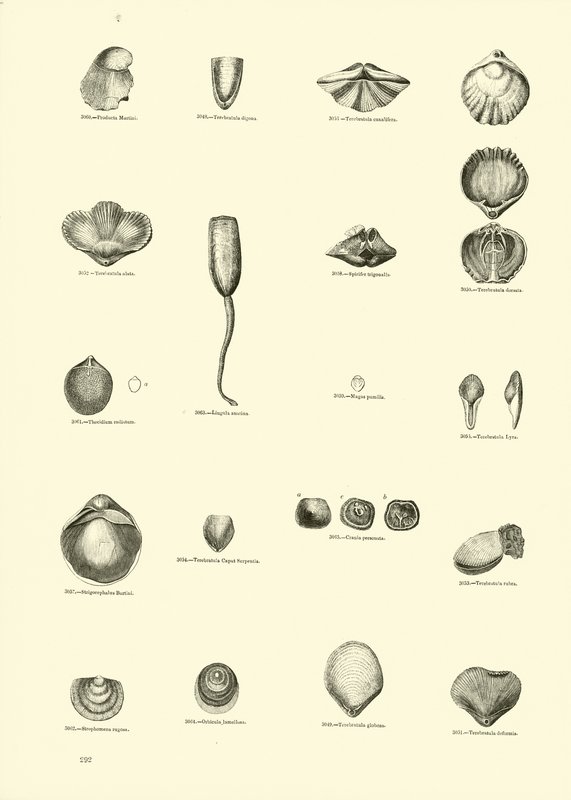Side fra The Pictorial Museum of Animated Nature av English School