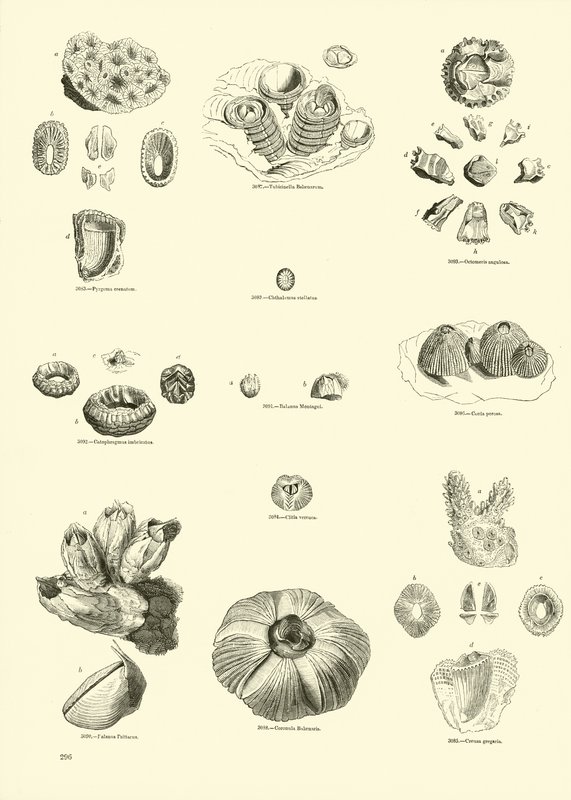 Side fra The Pictorial Museum of Animated Nature av English School