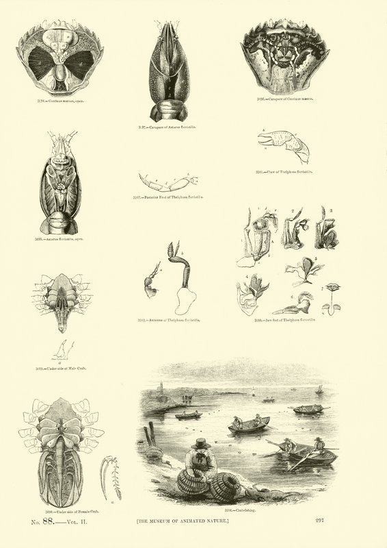 Side fra The Pictorial Museum of Animated Nature av English School