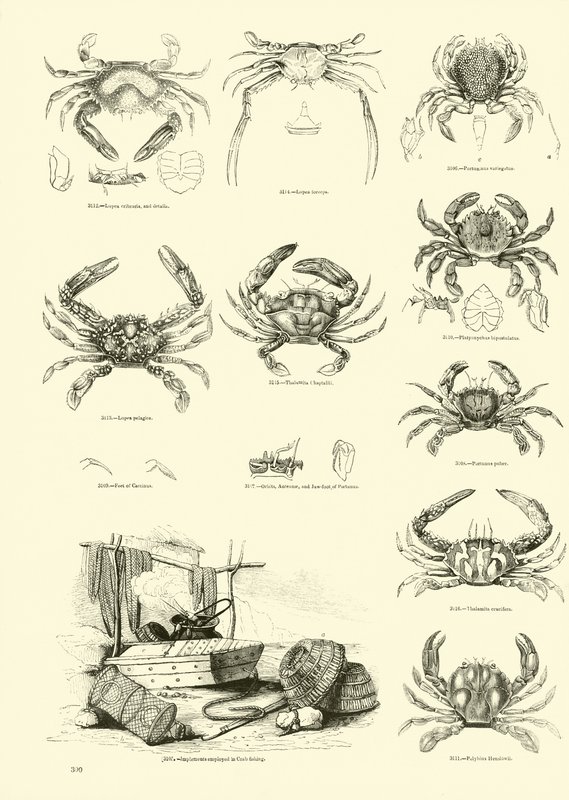 Side fra The Pictorial Museum of Animated Nature av English School