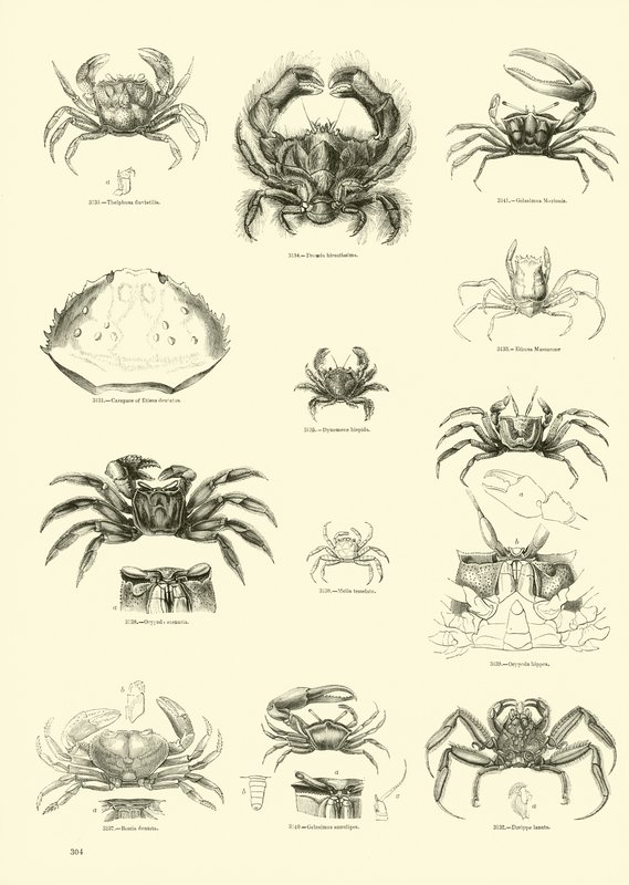 Side fra The Pictorial Museum of Animated Nature av English School