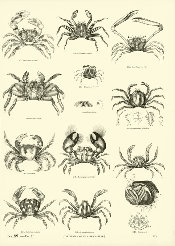 Side fra The Pictorial Museum of Animated Nature av English School