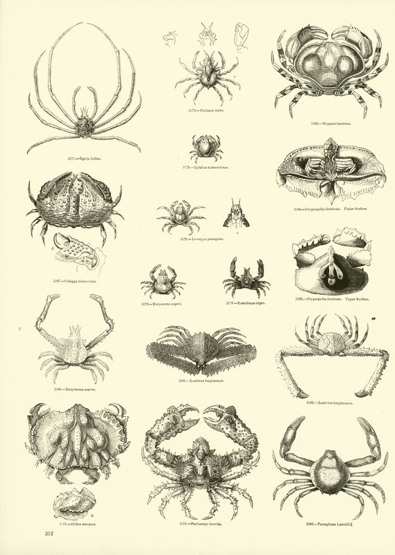 Side fra The Pictorial Museum of Animated Nature av English School