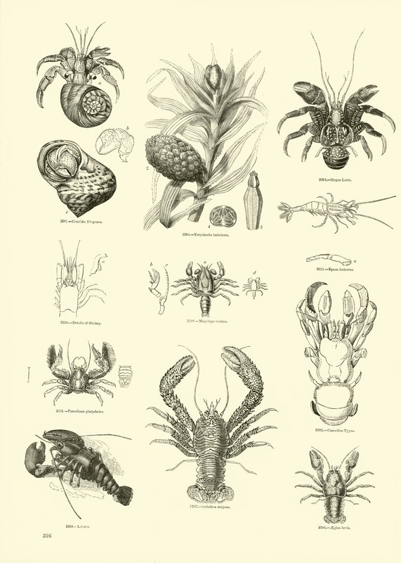Side fra The Pictorial Museum of Animated Nature av English School