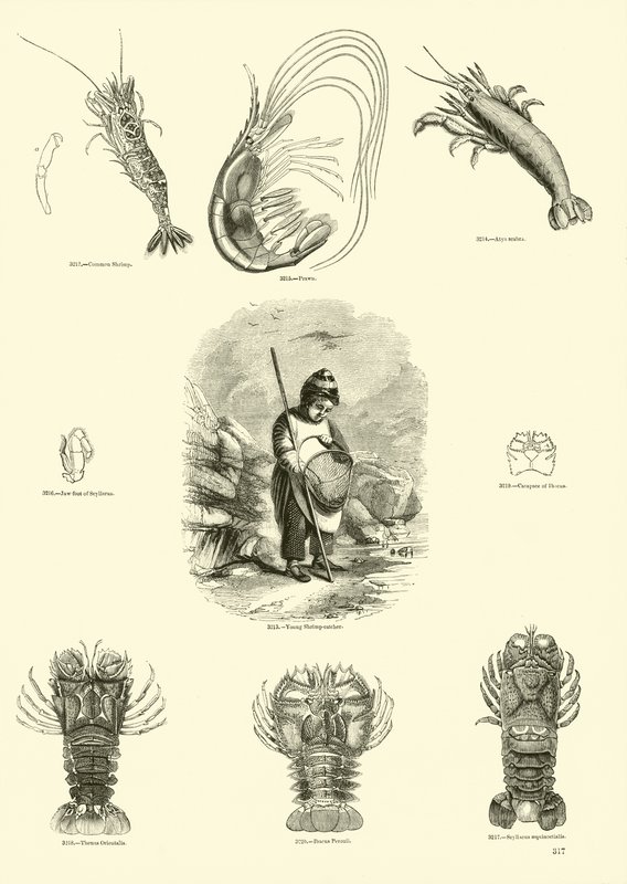 Side fra The Pictorial Museum of Animated Nature av English School