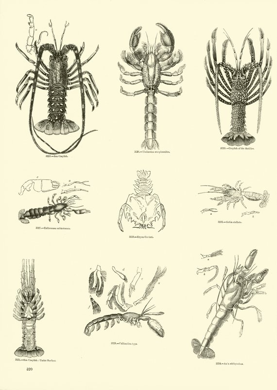 Side fra The Pictorial Museum of Animated Nature av English School