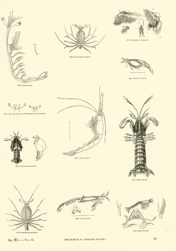 Side fra The Pictorial Museum of Animated Nature av English School