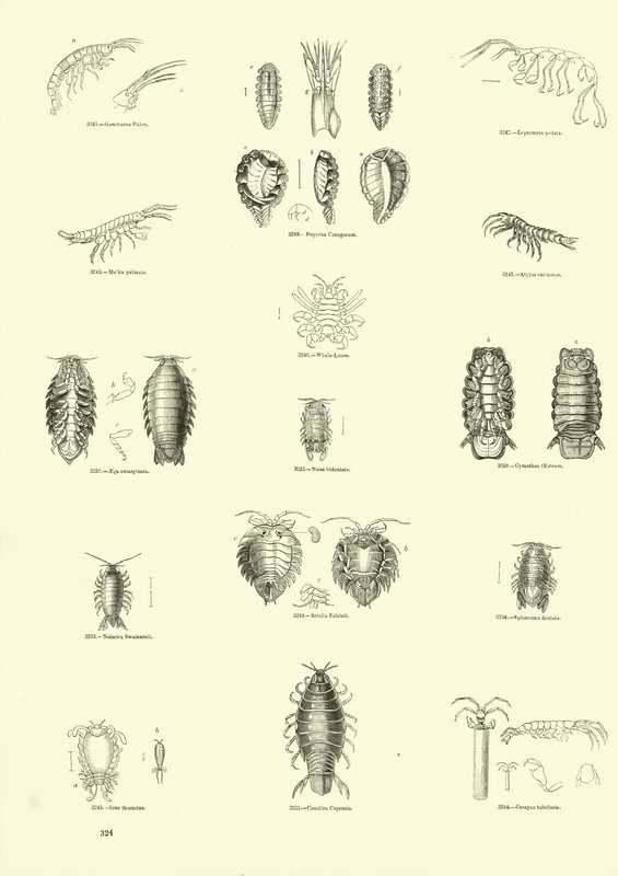 Side fra The Pictorial Museum of Animated Nature av English School