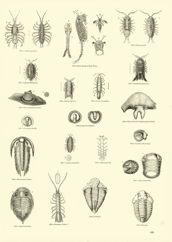 Side fra The Pictorial Museum of Animated Nature av English School