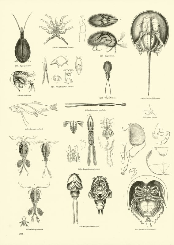 Side fra The Pictorial Museum of Animated Nature av English School