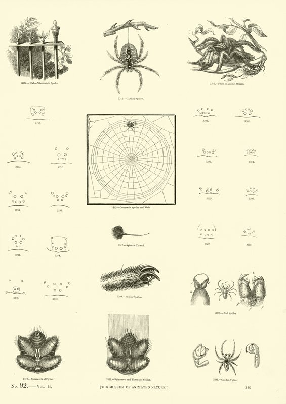 Side fra The Pictorial Museum of Animated Nature av English School
