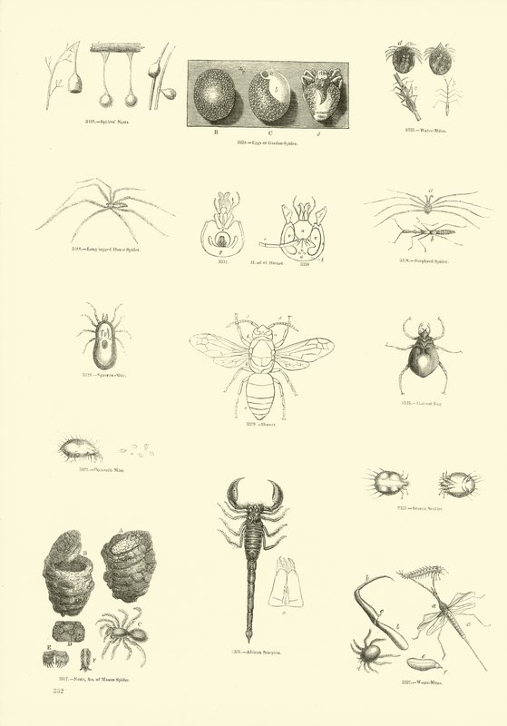 Side fra The Pictorial Museum of Animated Nature av English School