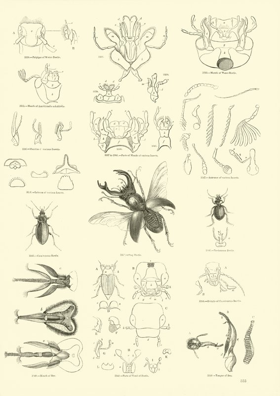 Side fra The Pictorial Museum of Animated Nature av English School