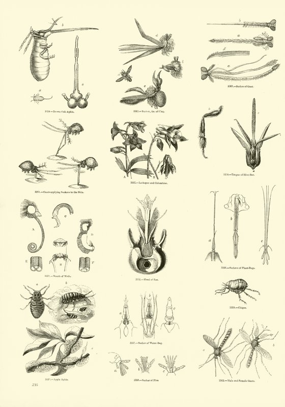 Side fra The Pictorial Museum of Animated Nature av English School