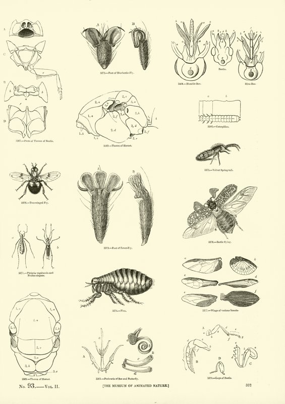 Side fra The Pictorial Museum of Animated Nature av English School