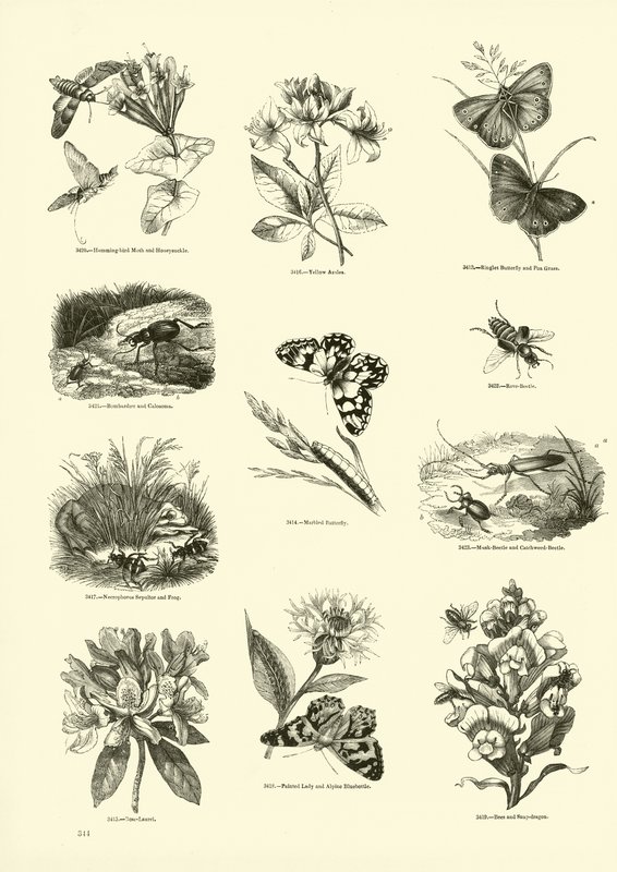Side fra The Pictorial Museum of Animated Nature av English School